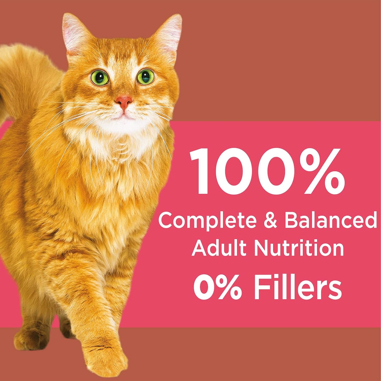 PROACTIVE HEALTH High Protein Adult Dry Cat Food with Chicken & Salmon Cat Kibble, 6 Lb. Bag.