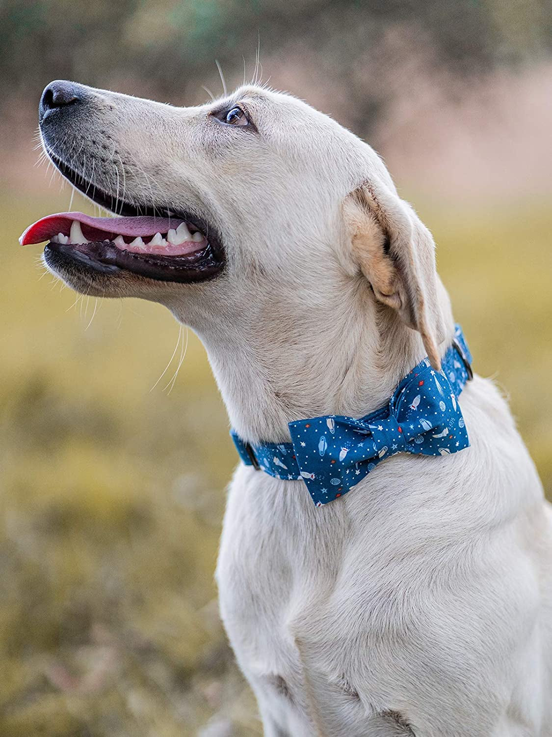 Elegant Dog Collar with Bowtie – Stylish, Durable & Comfortable for All Breeds 🎀🐶.