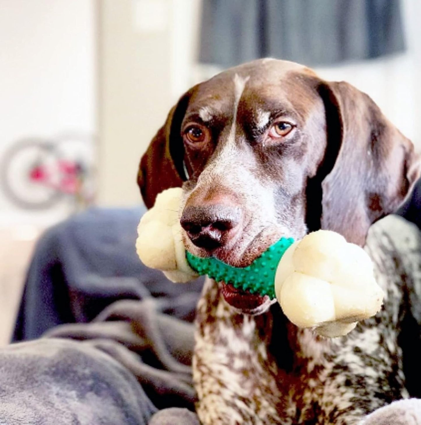 Nylabone Power Chew Dog Toy – Durable, Bacon-Flavored & Dental-Healthy for Aggressive Chewers 🐶🦴.